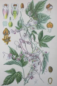 Großes Dörrigkeim (Cuscuta europaea)