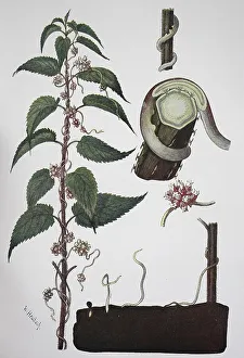 Nineteenth Century Botanical Illustration Drucke: Greater dodder (Cuscuta europaea)