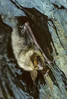 Drucke von Großes Mausohr, Mauseohr, Myotis myotis, Fledermäuse, Chiroptera, FFH-Richtlinie, Fledermäuse, hoher Größe , Portraitformat , Säugetiere , Säugetiere , Winterschlaf Großes Mausohr Drucke: Großes Mausohr, Mauseohr