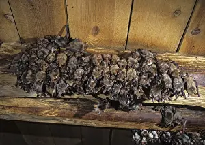 Drucke von Großes Mausohr, Mauseohr, Myotis myotis, Fledermäuse, Chiroptera, FFH-Richtlinie, Fledermäuse, Säugetiere Großes Mausohr Drucke: Großes Mausohr, Mauseohr