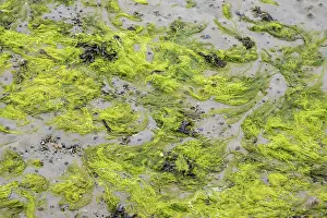 Low Tide Landscape Drucke: Green algae carpet, filling format