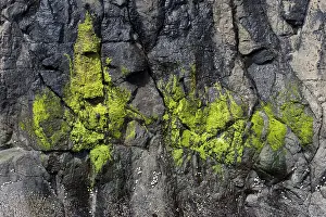 Aquatic Plant Structure Drucke: Green algae on a rock, Suouroy
