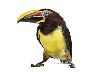 Single Colored Backgrounds Drucke: Green aracari, Pterogossus Viridis isolated on white