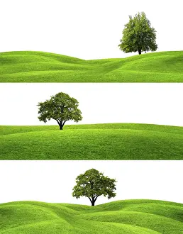 Oak Tree Images Drucke: Green Banners