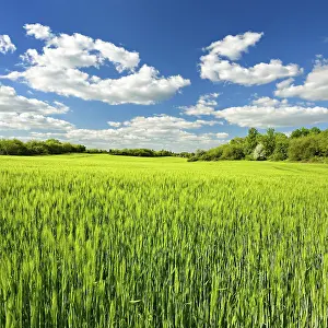 Cumulus Clouds Germany Drucke: Green barley field bordered by hedges in spring