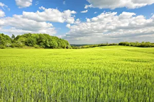 Blue Sky With Cumulus Clouds Drucke: Green barley field bordered by hedges in spring