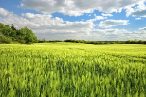 Grainfield Landscape Photography Drucke: Green barley field bordered by hedges in spring