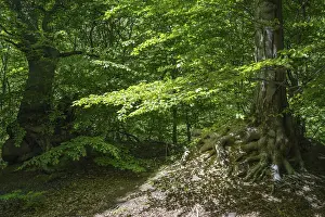European Uplands Photography Drucke: Green beech forest, Ore Mountains