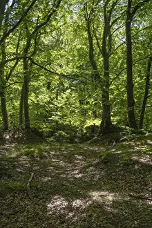 Low Mountain Range Landscapes Drucke: Green beech forest, Ore Mountains