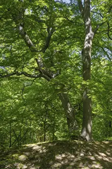 European Beech Forest Drucke: Green beech forest, Ore Mountains