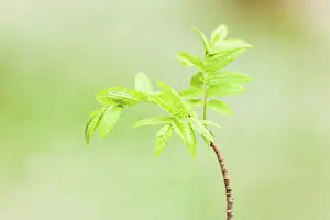 Empty Forest Landscape Drucke: Green budding leaves on a tree branch at springtime