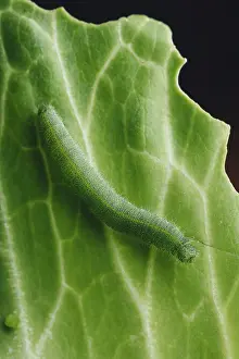 Caterpillar Metamorphosis Stages Drucke: Green Caterpillar Crawling on a Cabbage Leaf