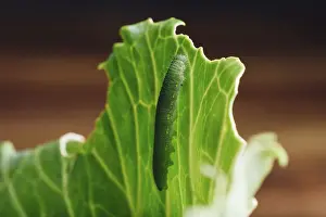 Caterpillar Development Stages Drucke: Green Caterpillar Crawling on a Cabbage Leaf