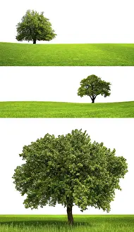 White Studio Background Photo Drucke: Green Design