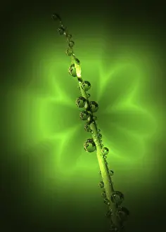 Close Up Detail Drucke: Green drops