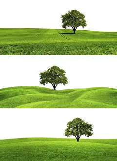 Oak Tree Isolated Drucke: Green Earth