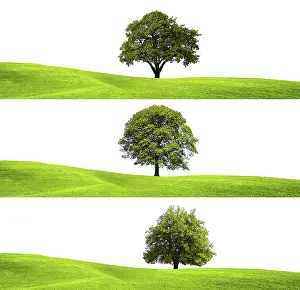 Green Environment Drucke: Green environment and tree