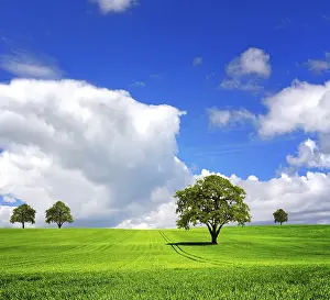 Deserted Farmland Photography Drucke: Green field