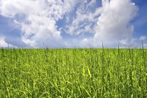 Scenic Countryside Views Drucke: Green Field