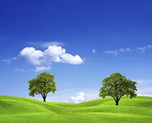 Deserted Farm Field Scene Drucke: Green field and trees