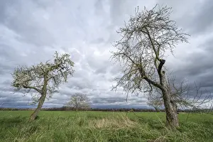 Windy Weather Forecast Drucke: In a green field, there are two trees under a cloudy sky
