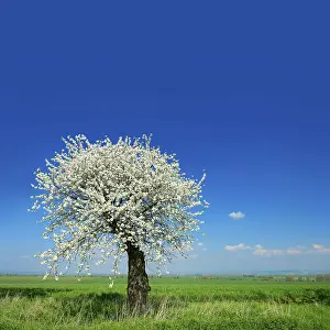 Thuringia Countryside Scenery Drucke: Green fields in spring, blooming old Cherry tree (Prunus)