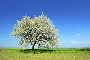 Cherry Blossom Tree Drucke: Green fields in spring, blossoming cherry tree