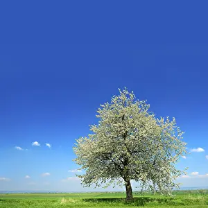 Blossoming Cherry Tree Drucke: Green fields in spring, blossoming cherry tree