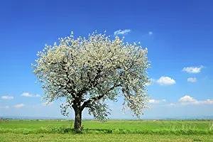 Deciduous Tree Symbol Drucke: Green fields in spring, flowering Cherry tree (Prunus)