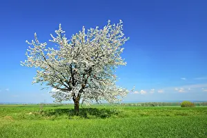 Uninhabited Countryside Scenes Drucke: Green fields in spring, flowering Cherry tree (Prunus)