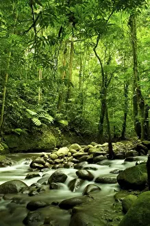 Close To Nature Photography Drucke: Green forest and river