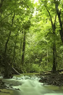 Gerahmter Druck : Grüner Wald und Fluss Gerahmter Druck : Grüner Wald und Fluss