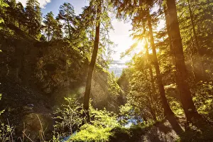 Lens Flare Photography Drucke: Green forest with sunrays in summer