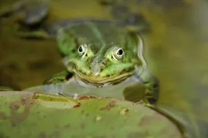 Green Frog Drucke: Green frog