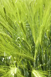 Farming Landscape Images Drucke: Green grainfield