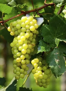 Wine Grape Nutrition Drucke: Green grape under the sunlight