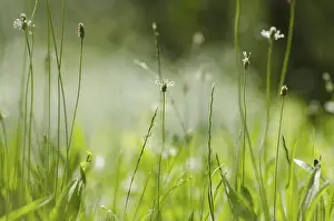Uninhabited Green Spaces Drucke: Green Grass