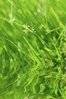 Close Up Grass Drucke: Green grass with reflection