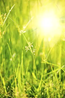 Peaceful Meadow Scene Drucke: Green grass, very shallow depth of field