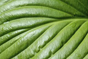 Deserted Plant Scene Drucke: Detail of a green Hosta leaf with rain drops after the storm