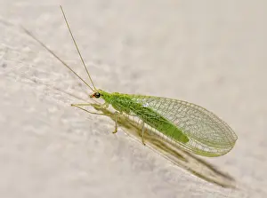 Deserted Insect Habitat Drucke: Green lacewing