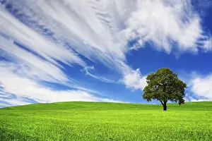 Green Landscape Photography Drucke: Green landscape