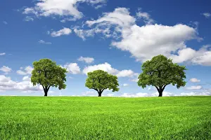 Green Landscape Photography Drucke: Green landscape