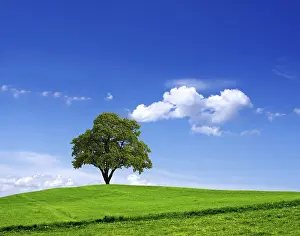 Deciduous Tree Images Drucke: Green landscape