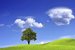Green Landscape Photography Drucke: Green landscape