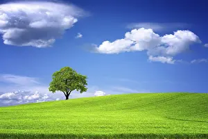 Oak Tree Landscape Drucke: Green landscape