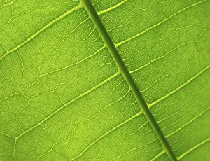 Close Up Flower Drucke: Green leaf detail