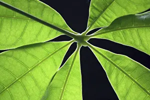 Green Leaf Close Up Drucke: Green leaf