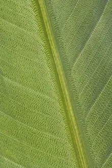 Close Up Leaf Drucke: Green leaf