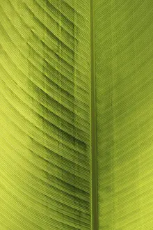 Close Up Plant Detail Drucke: Green leaf, detail